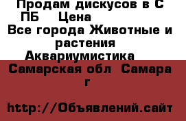 Продам дискусов в С-ПБ. › Цена ­ 3500-4500 - Все города Животные и растения » Аквариумистика   . Самарская обл.,Самара г.